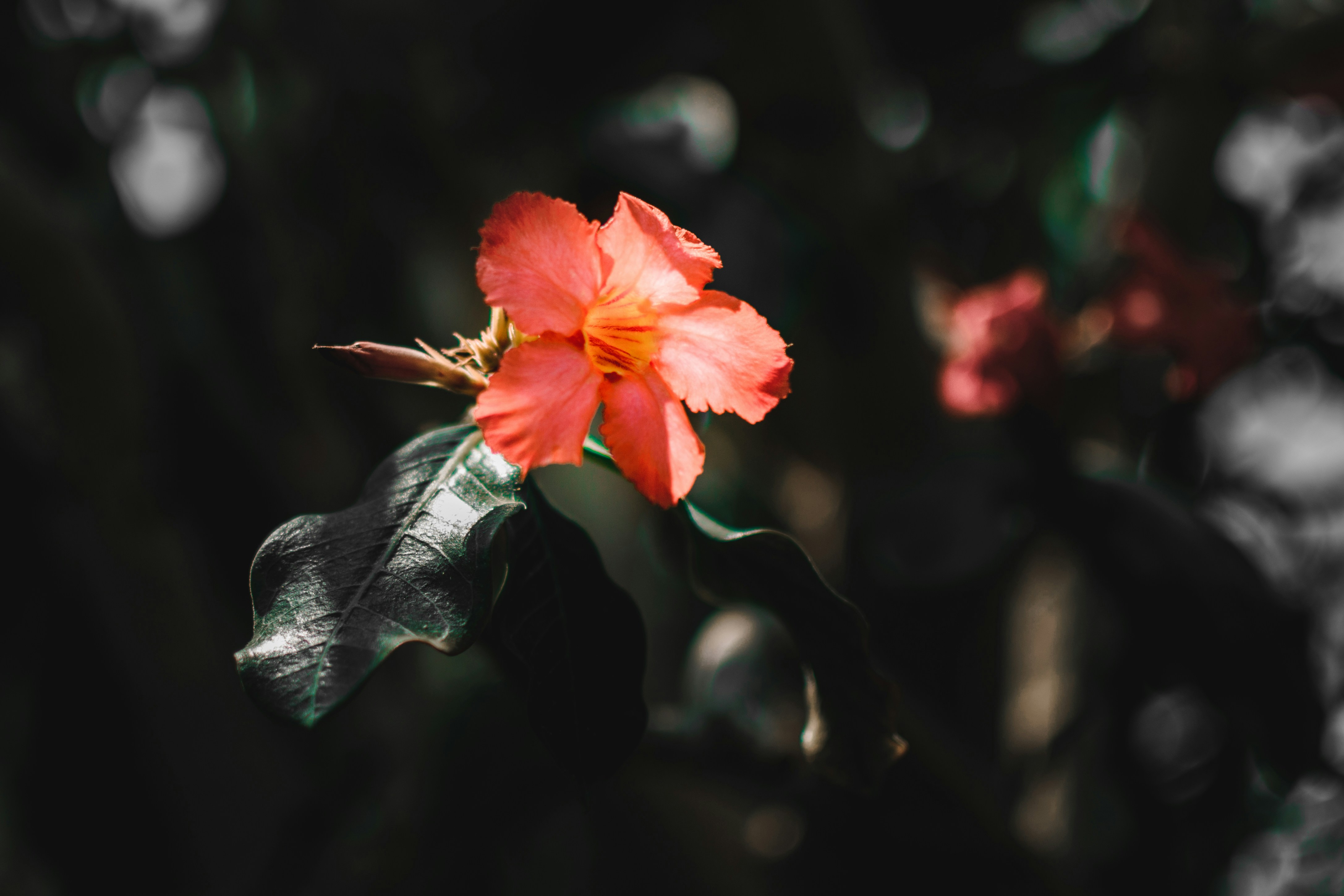 Photo by jobsavelsberg