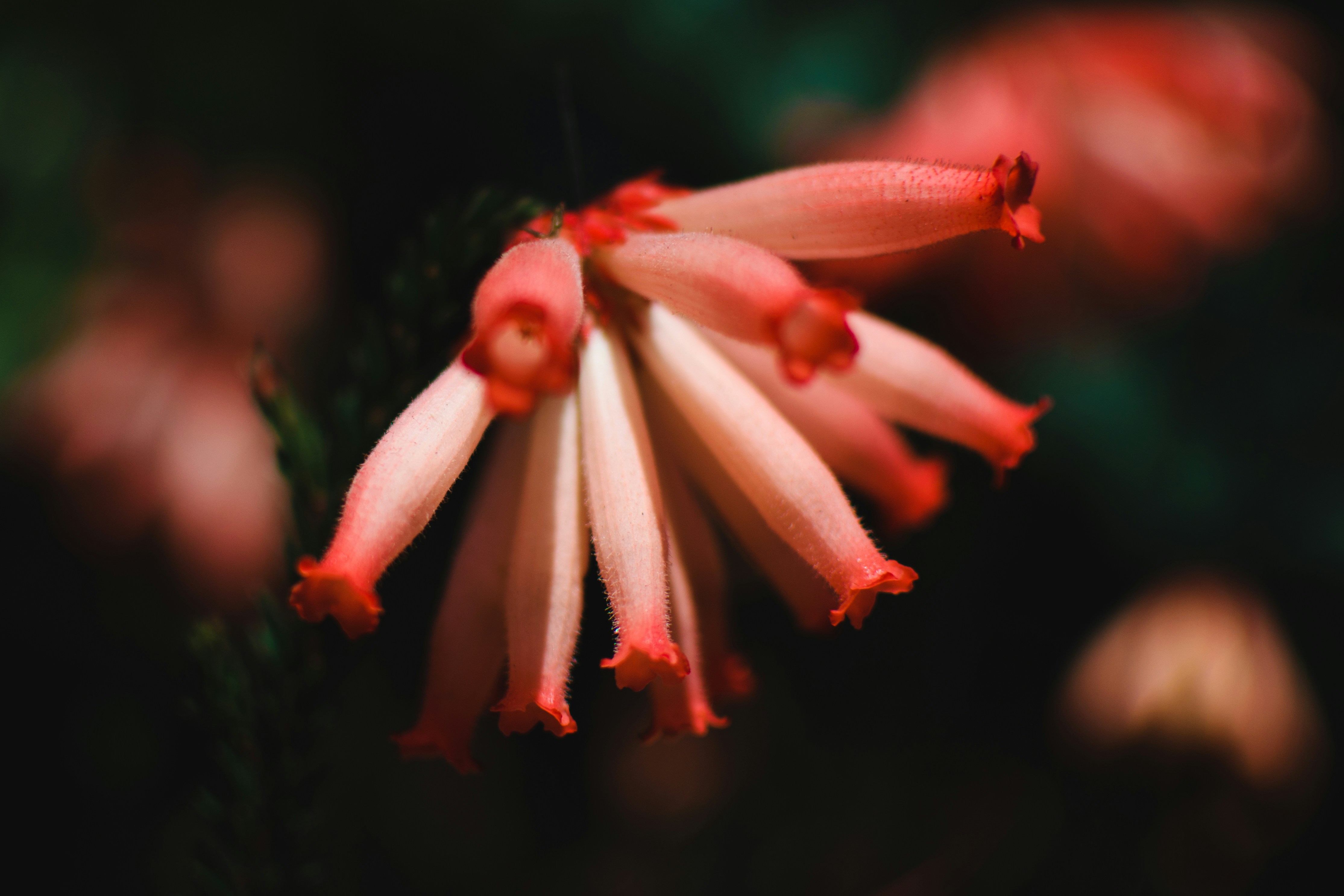 Photo by jobsavelsberg