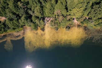 Aerial view of a body of water bordered by dense green forest. The water has a distinct algae bloom or sedimentation along the shoreline, creating a yellowish tint near the banks. Sunlight reflects off the water's surface, adding to the natural detail.