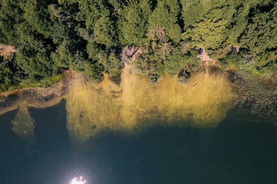 Aerial view of a body of water bordered by dense green forest. The water has a distinct algae bloom or sedimentation along the shoreline, creating a yellowish tint near the banks. Sunlight reflects off the water's surface, adding to the natural detail.