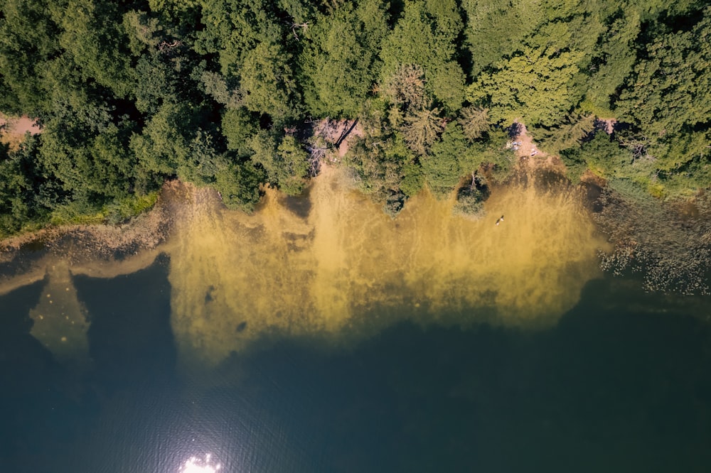 a body of water with trees around it