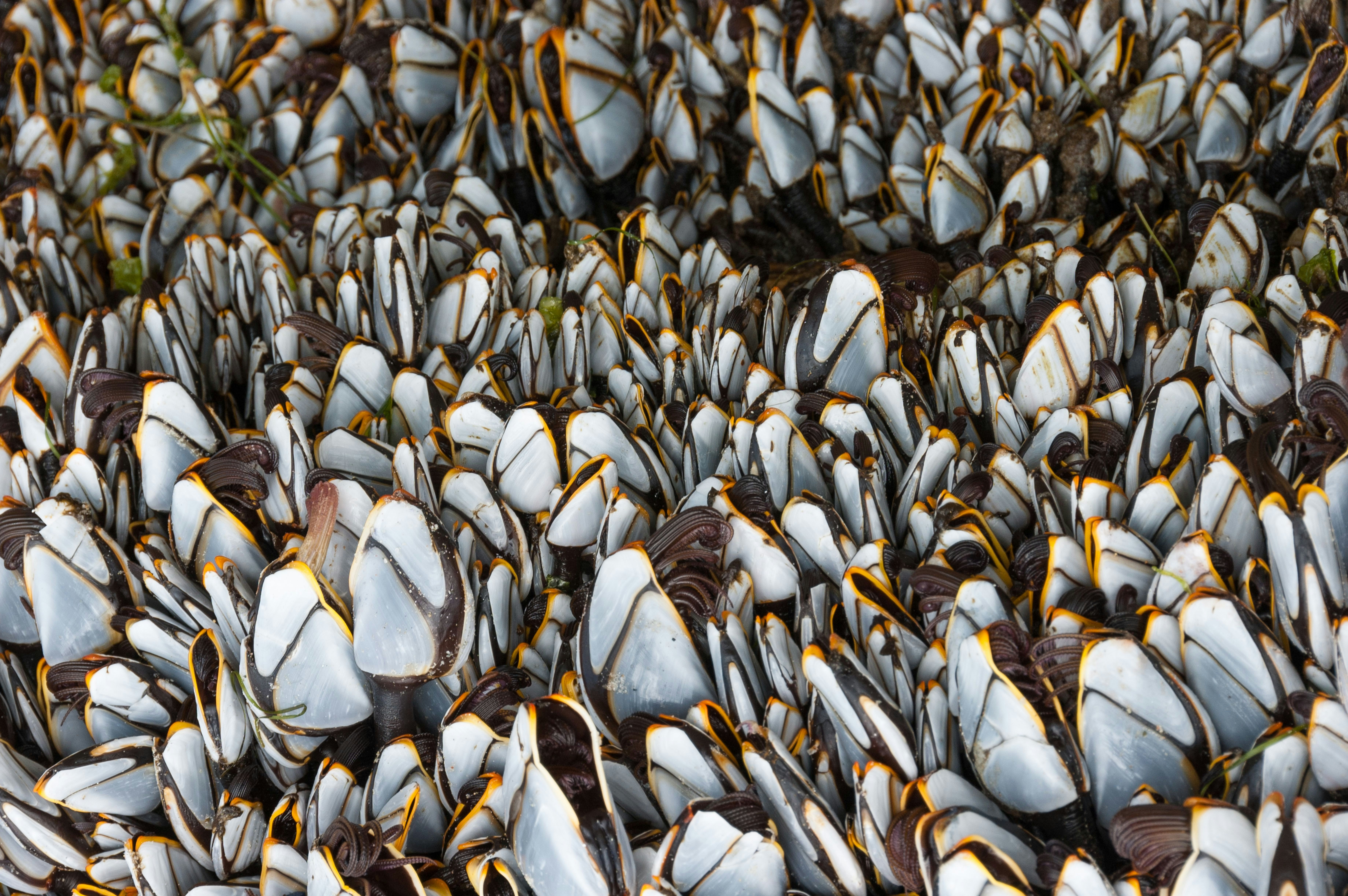 Goose barnacles found on a log on the beach at St. Aubin's Bay, St. Lawrence, Jersey, Channel Islands