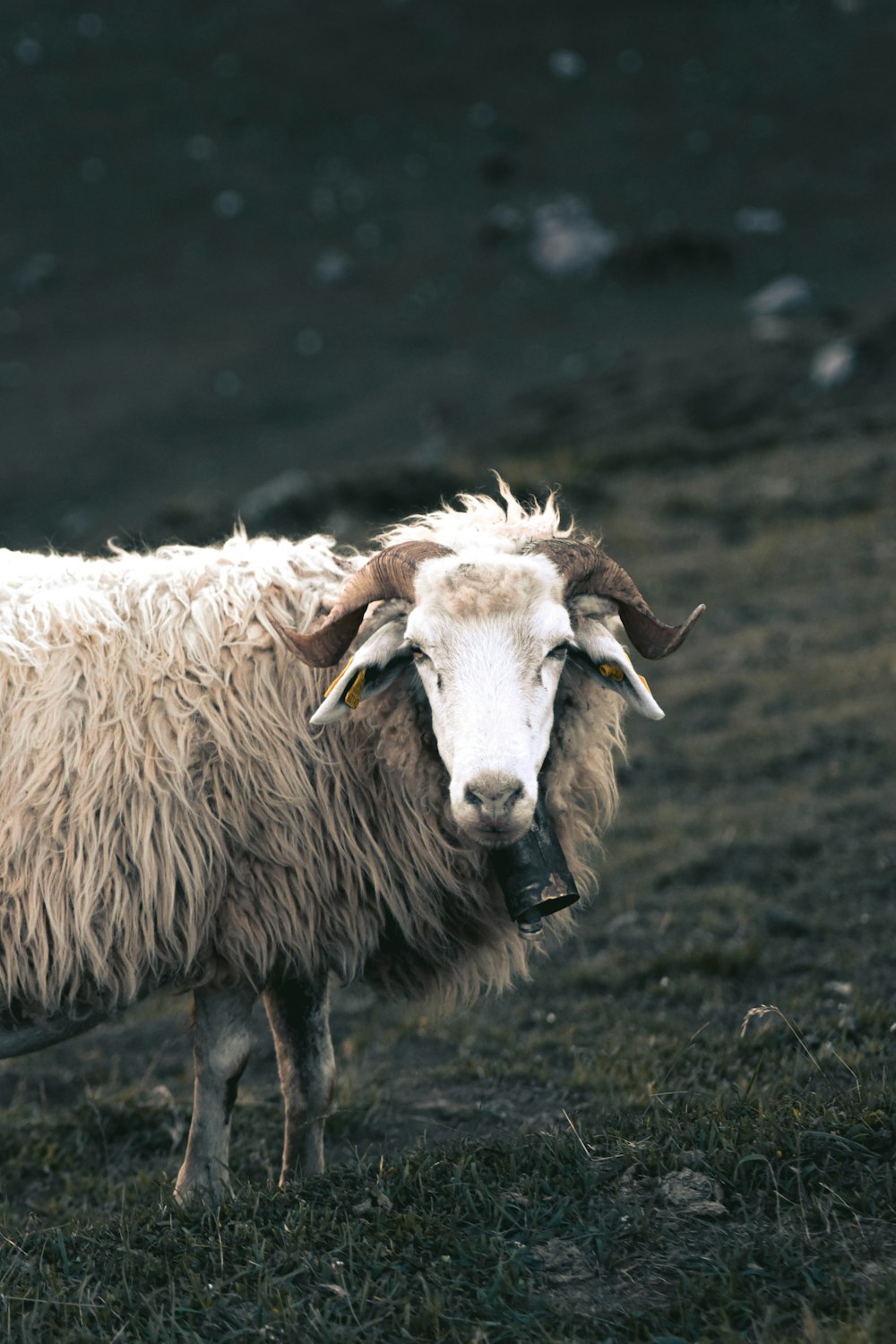 a ram with horns