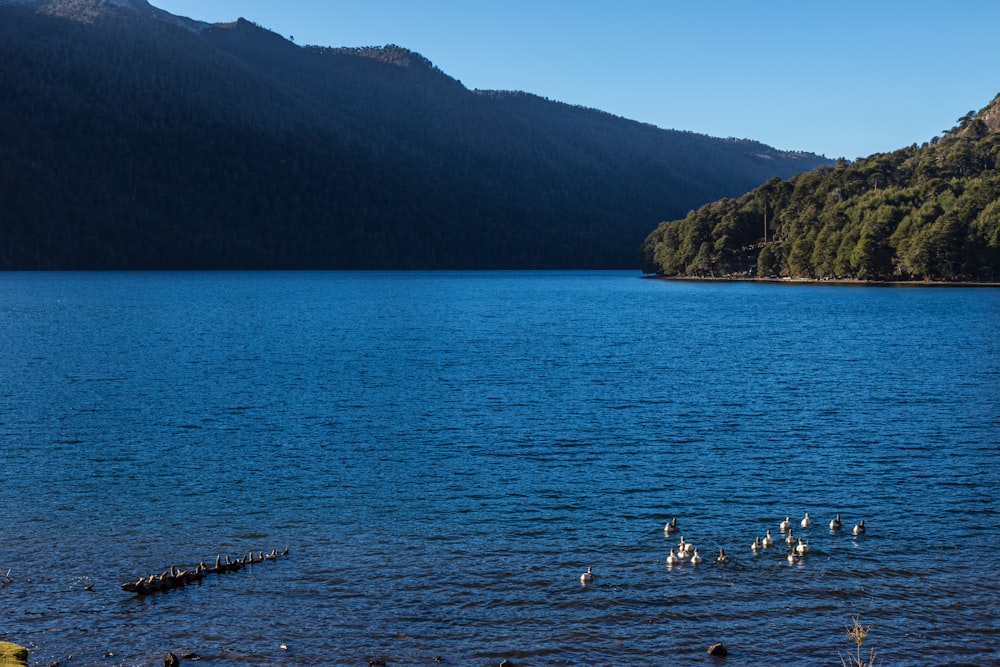 a group of birds on a lake