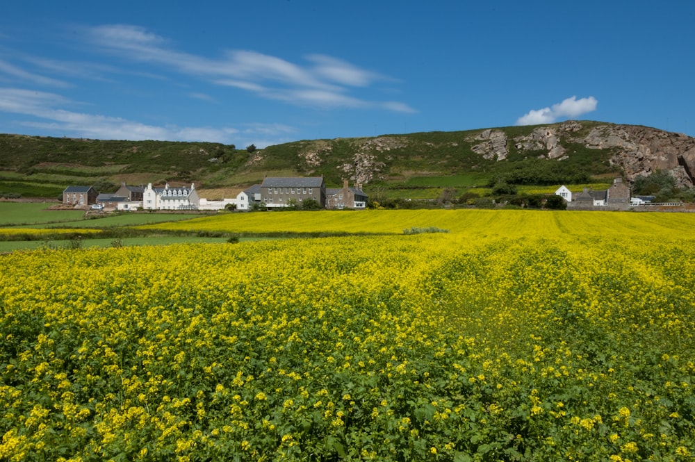 a field of yellow flowers with houses in the background