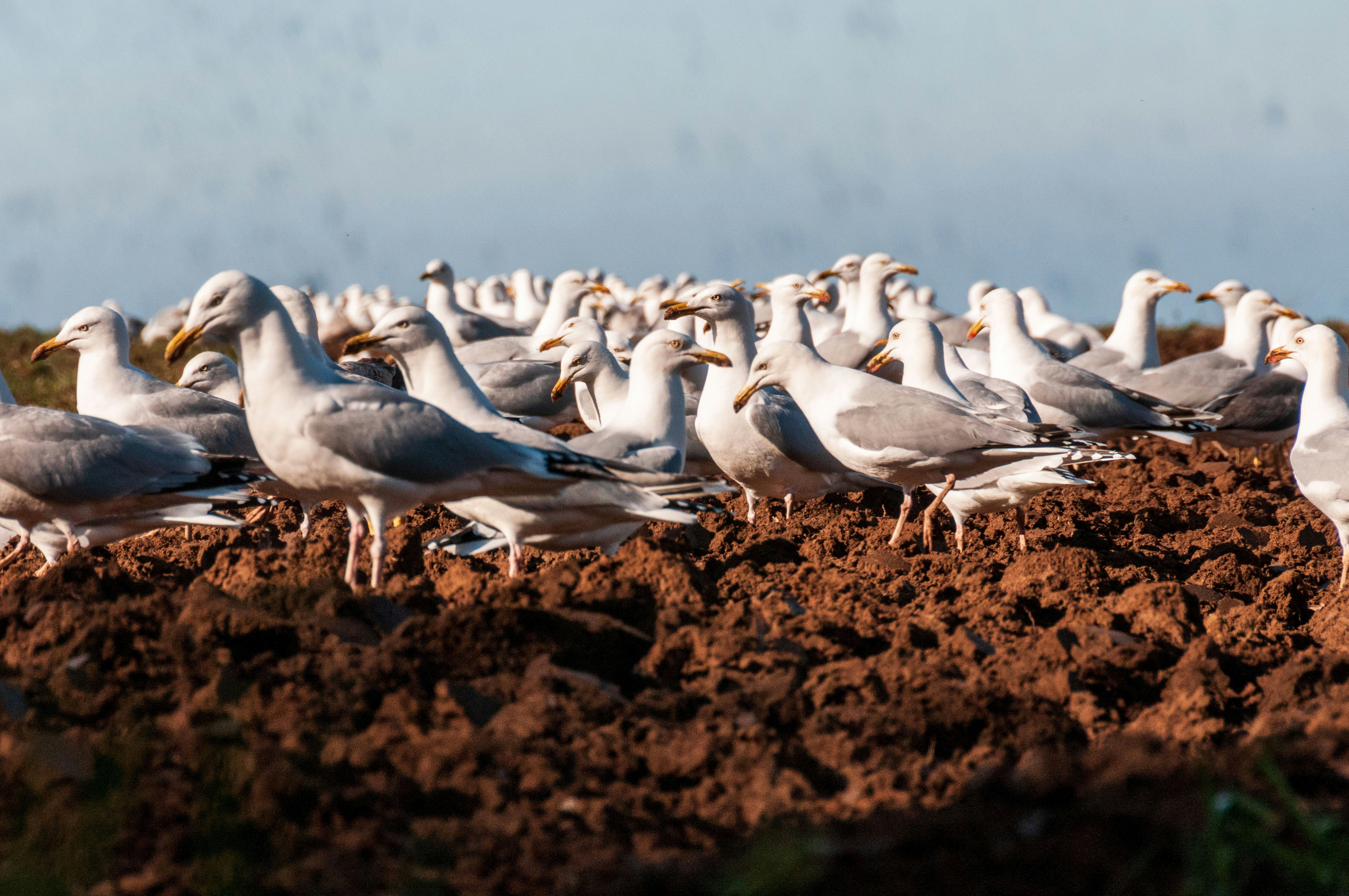 Seagulls feeding on worms as a tractor ploughs the field in The Fields, Jersey, Channel Islands