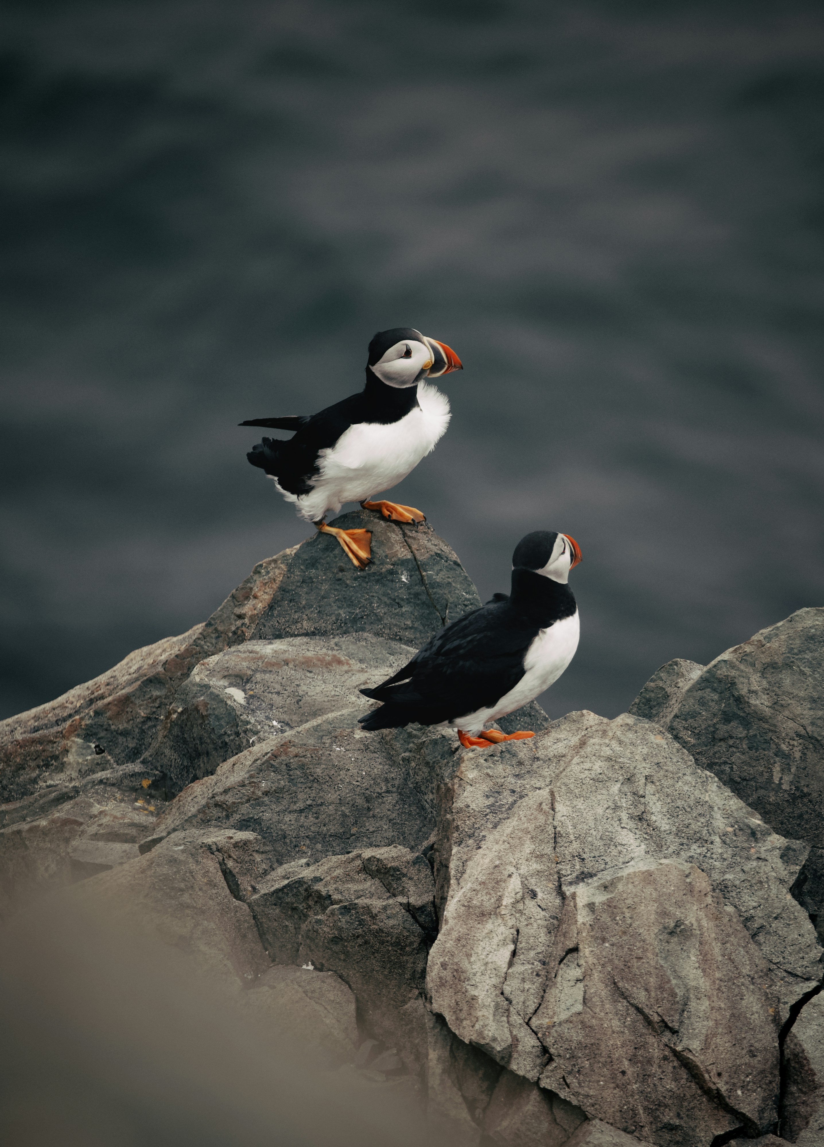 AtlanticPuffin