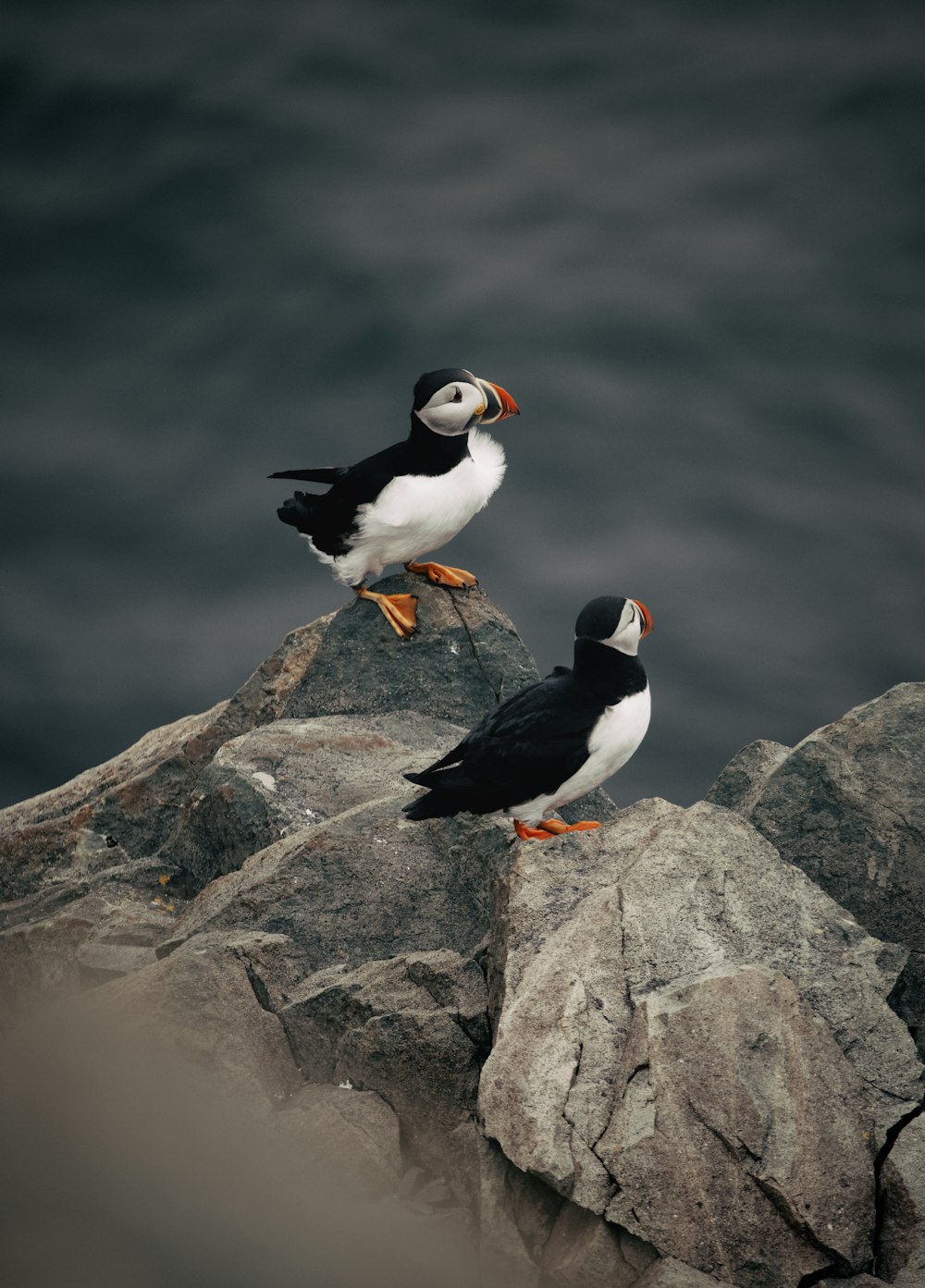 two birds on a rock