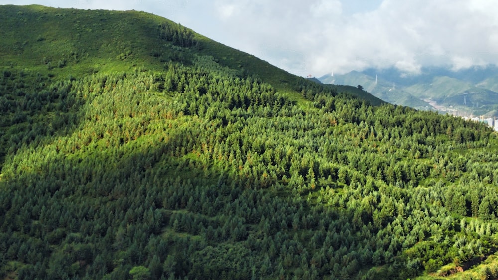 a green hillside with trees