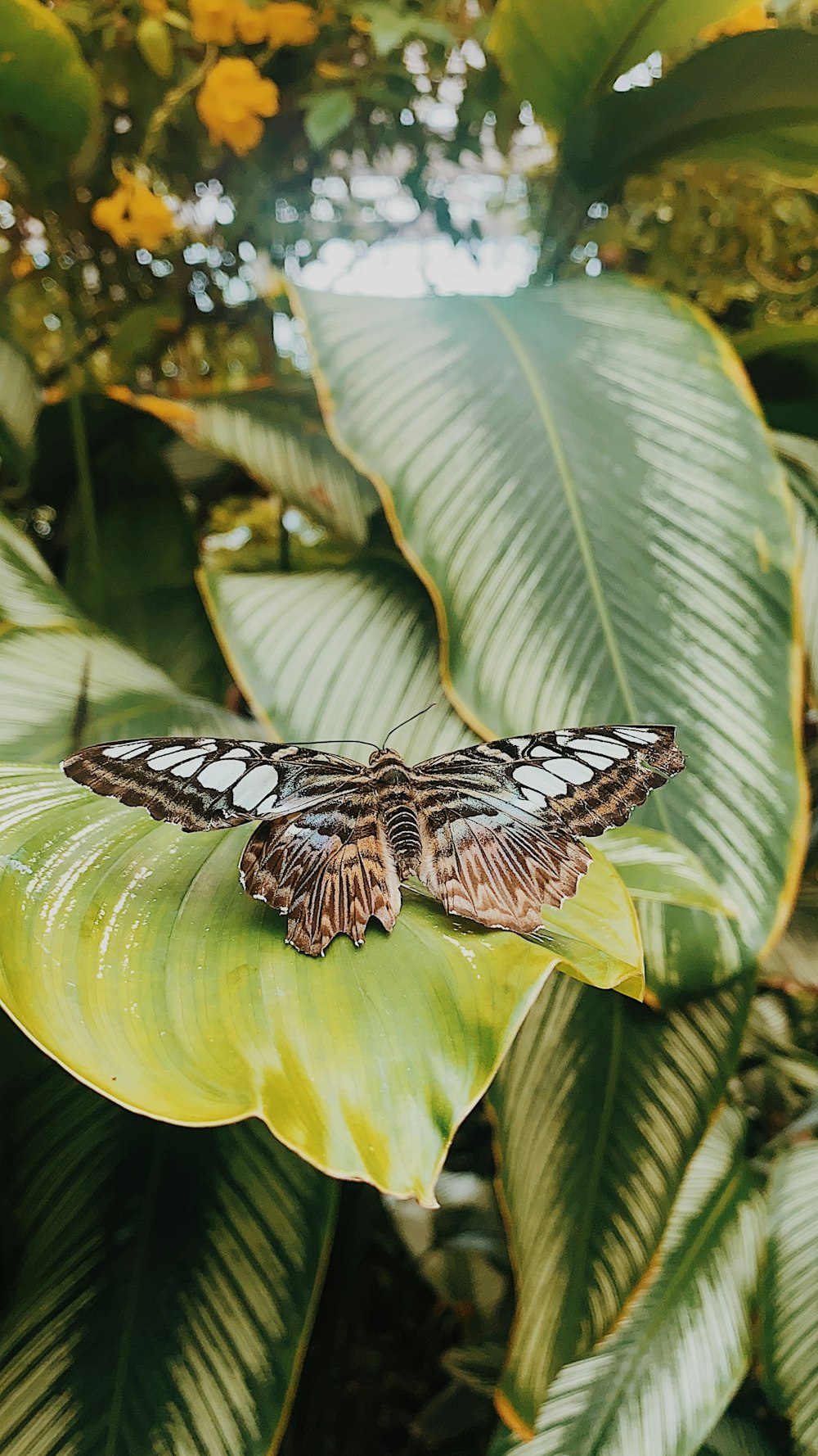 a butterfly on a leaf