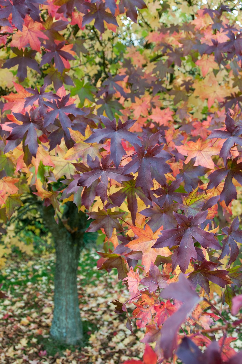 a tree with colorful leaves