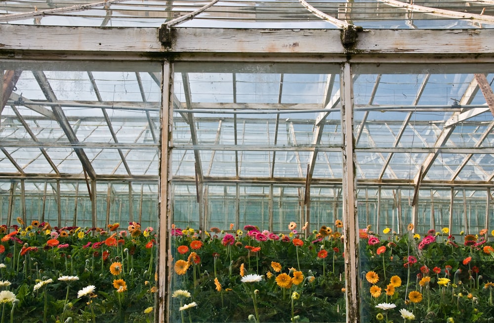 a garden with flowers