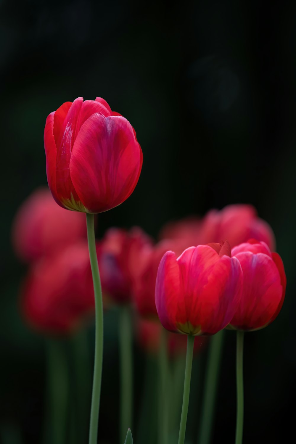 a group of red flowers