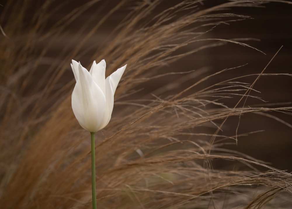 a white flower with long stem