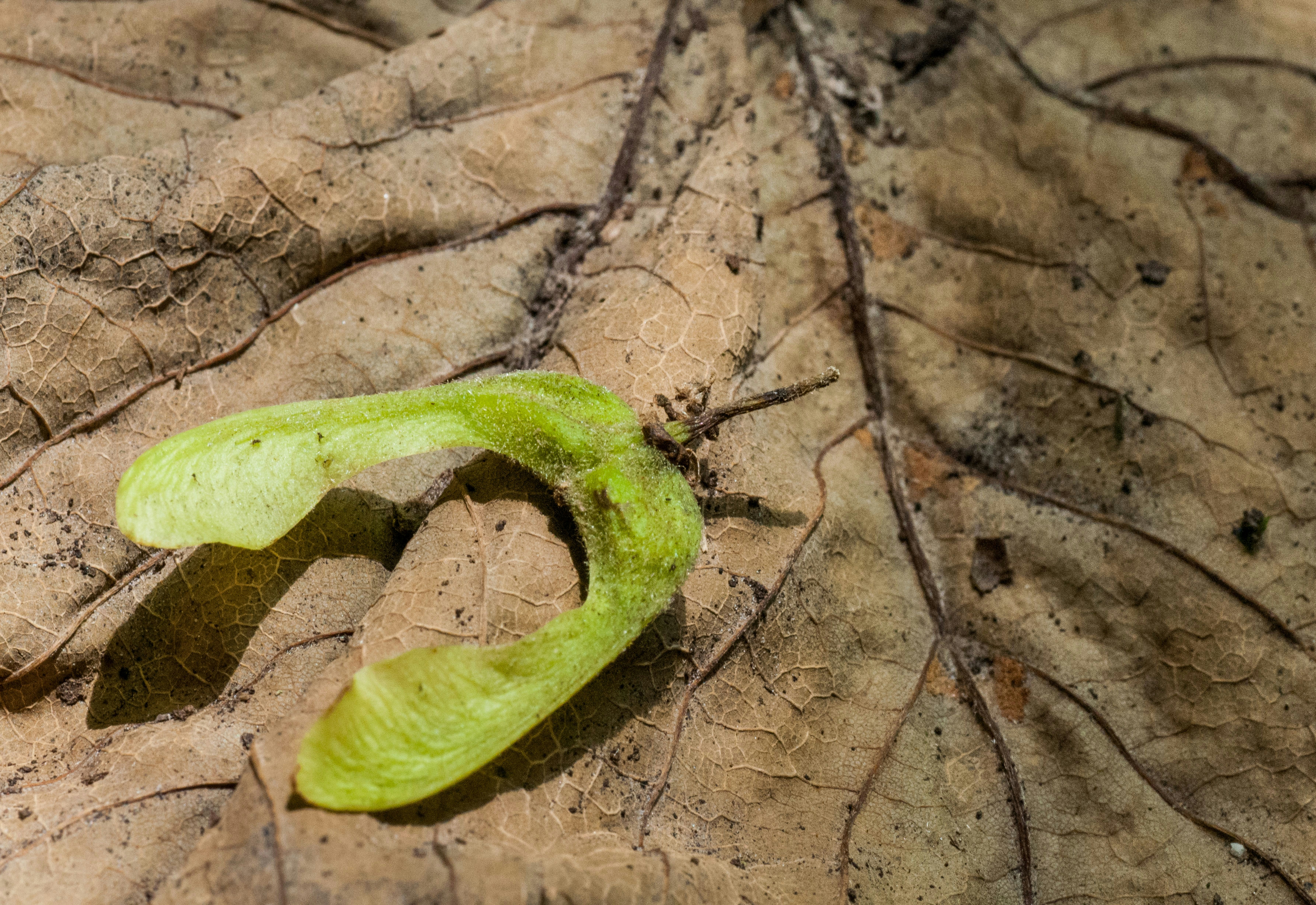 Sycamore seed on a leaf, The Lanes, Jersey, Channel Islands