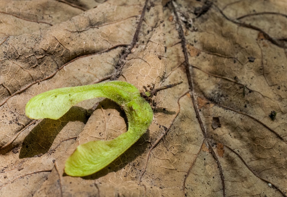 a green snake on a tree stump