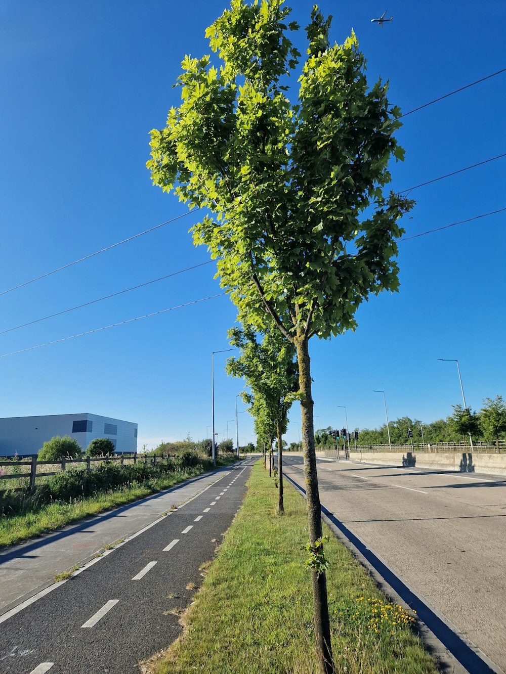 un arbre sur le bord d’une route