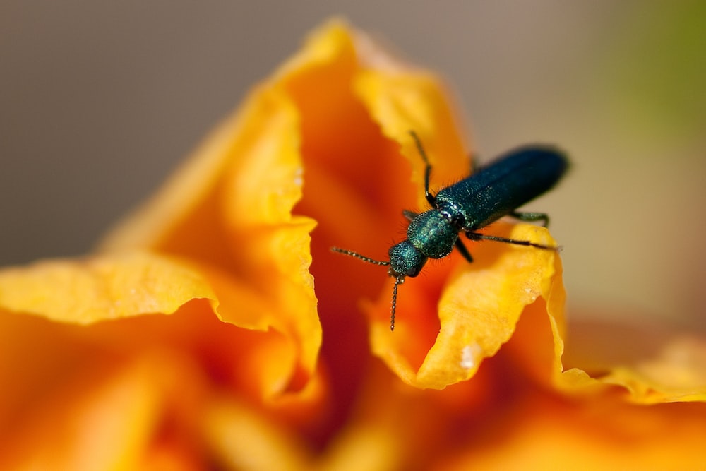 a bug on a flower