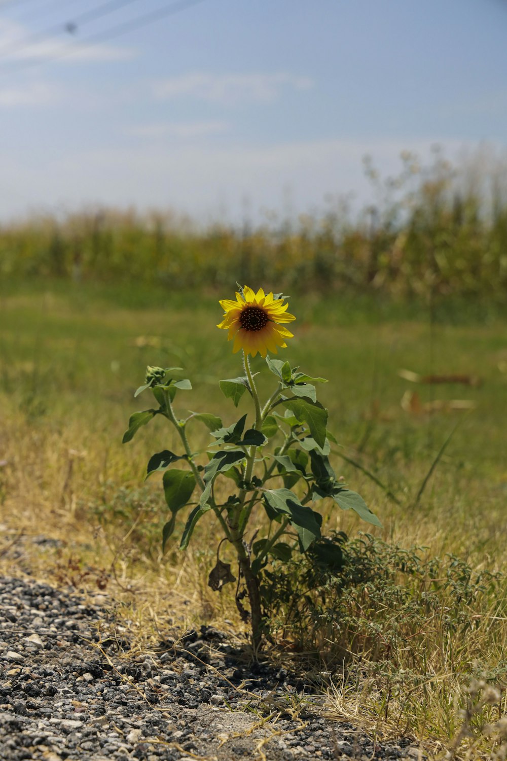 a sunflower growing in a field