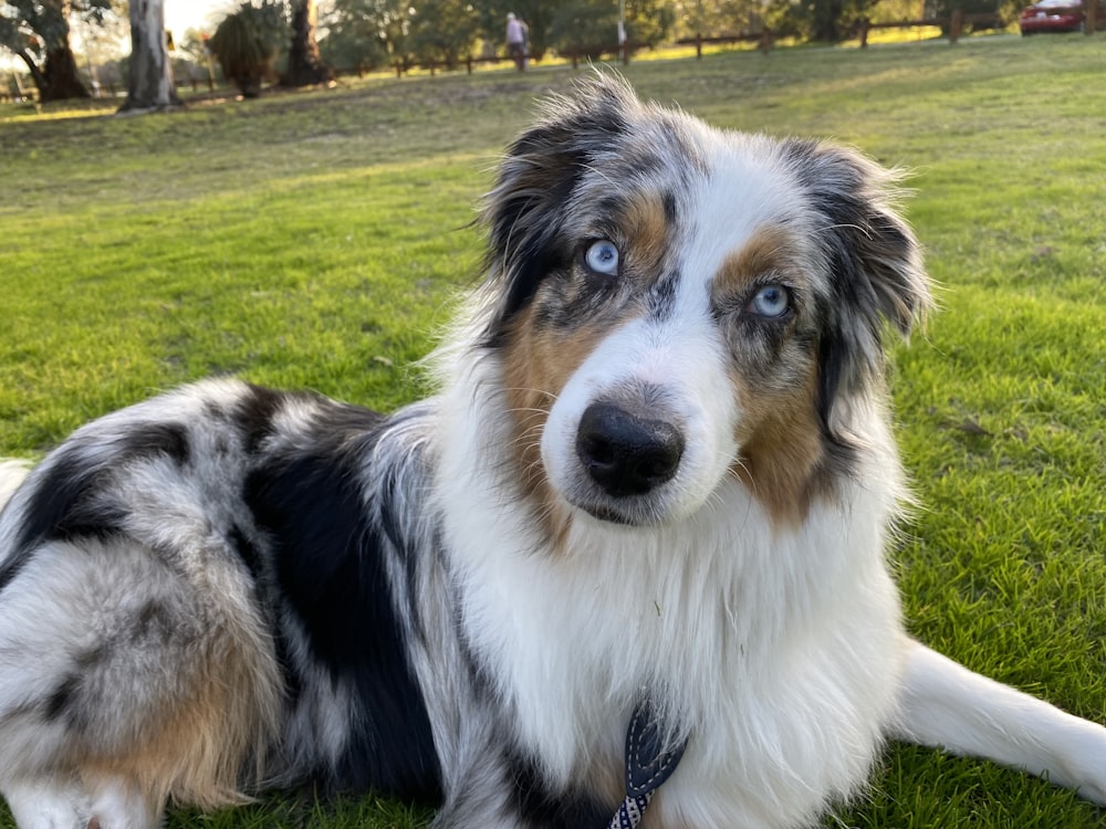 a dog sitting in the grass