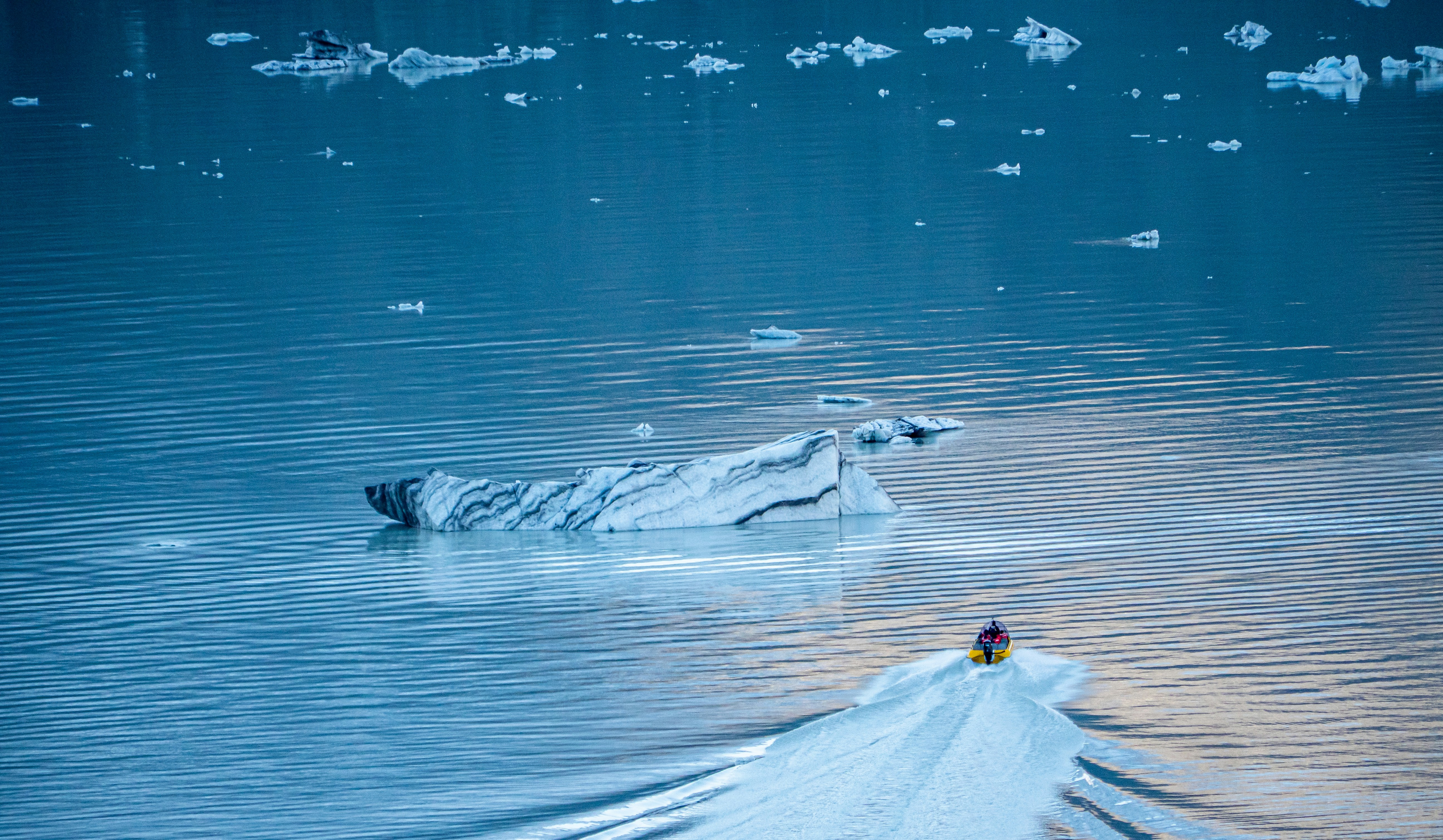 un groupe d’animaux nageant dans l’eau
