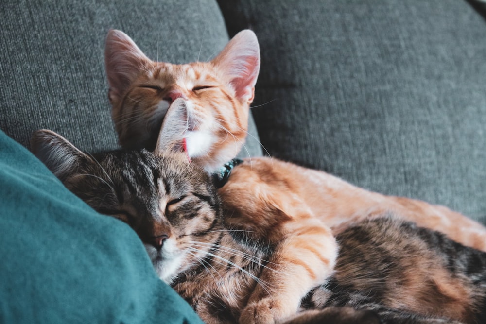 two cats lying on a couch