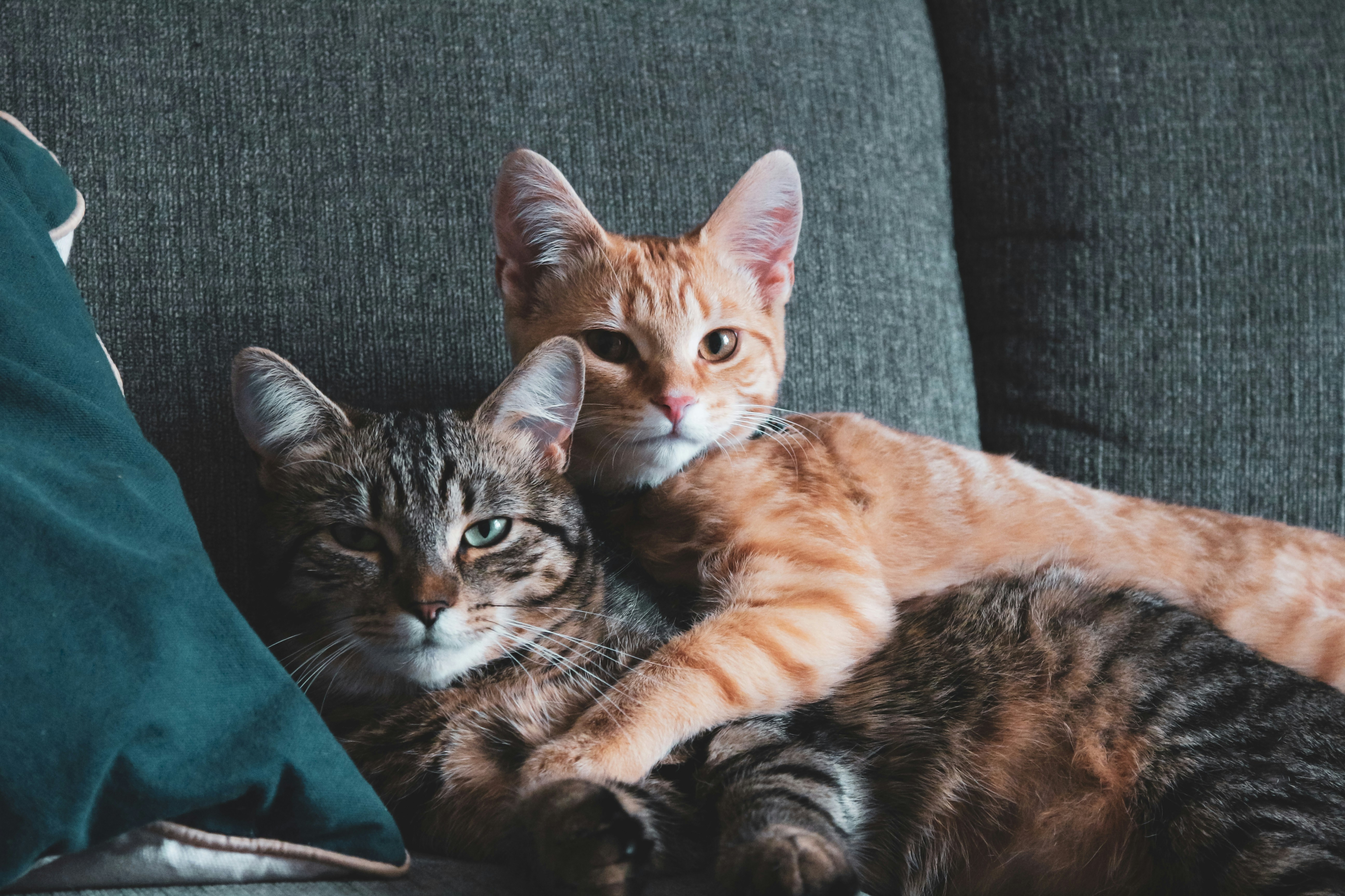 20. Sharing with Other Pets (image credits: unsplash)