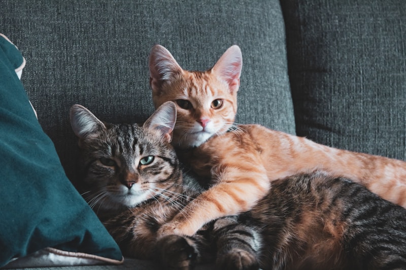 Cats lounging in style