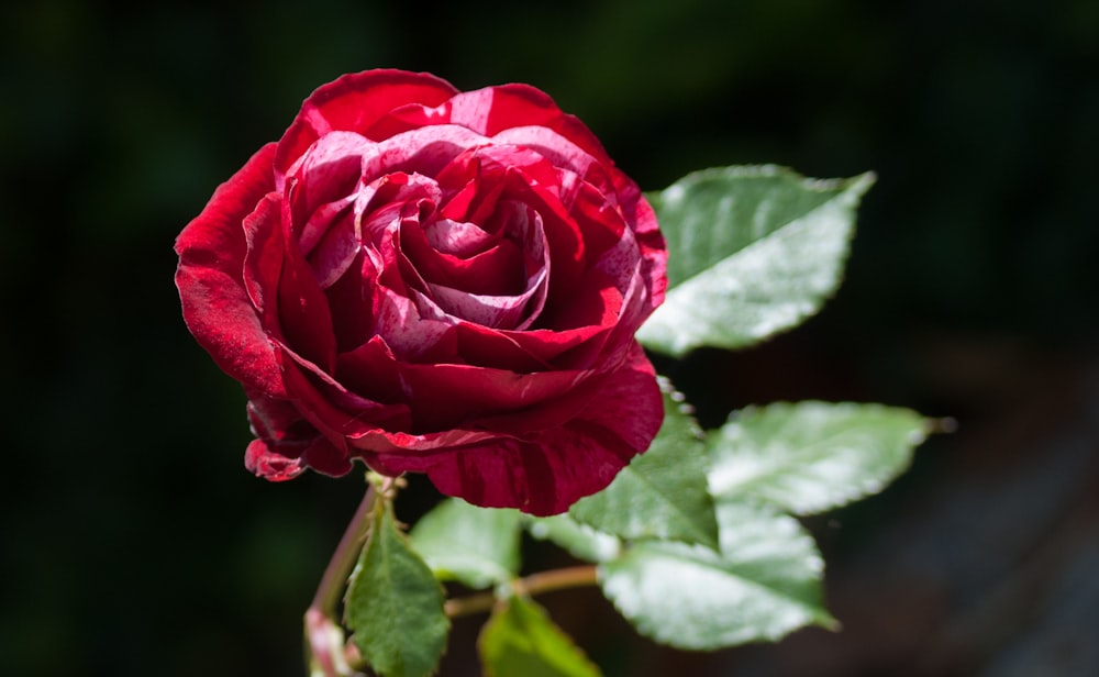 um close up de uma rosa