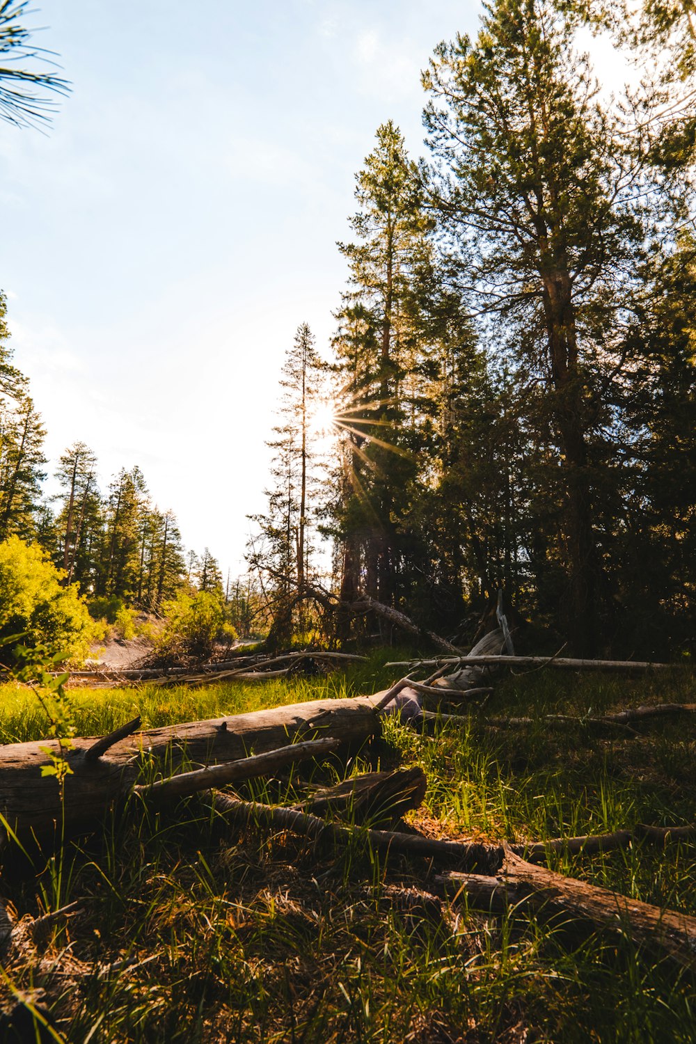 a forest with trees