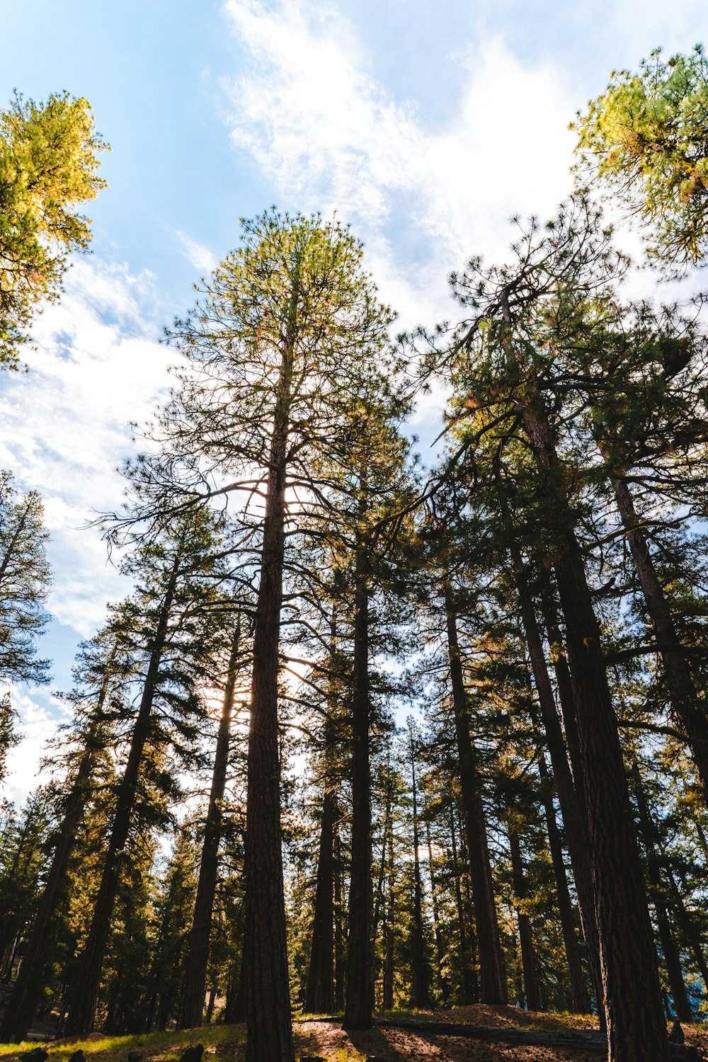 tall trees in a forest