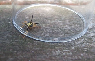 A wasp is trapped under a clear plastic cup placed on a wooden surface. The wasp appears to be trying to escape, with its antennae and legs visible.