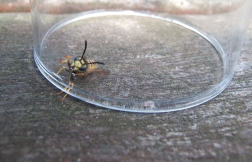 A wasp is trapped under a clear plastic cup placed on a wooden surface. The wasp appears to be trying to escape, with its antennae and legs visible.
