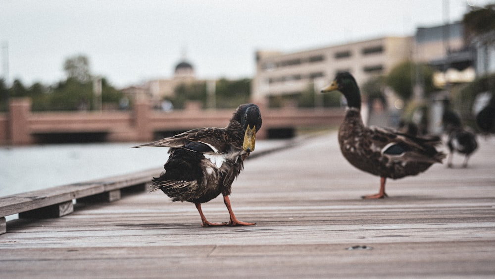 a group of ducks walking on a sidewalk