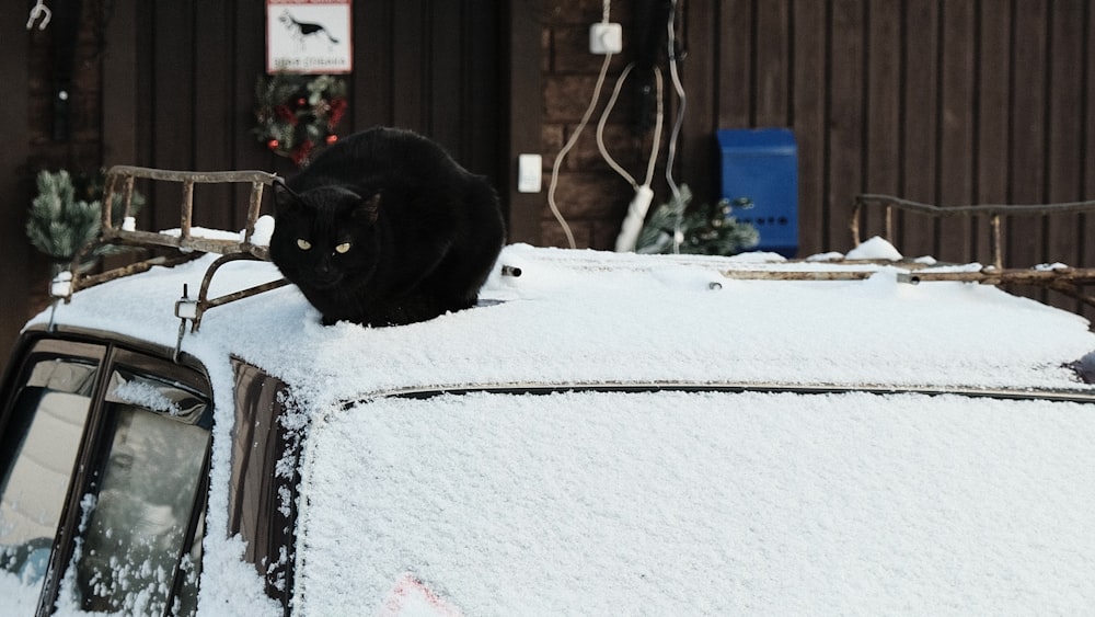a black cat sitting on a car