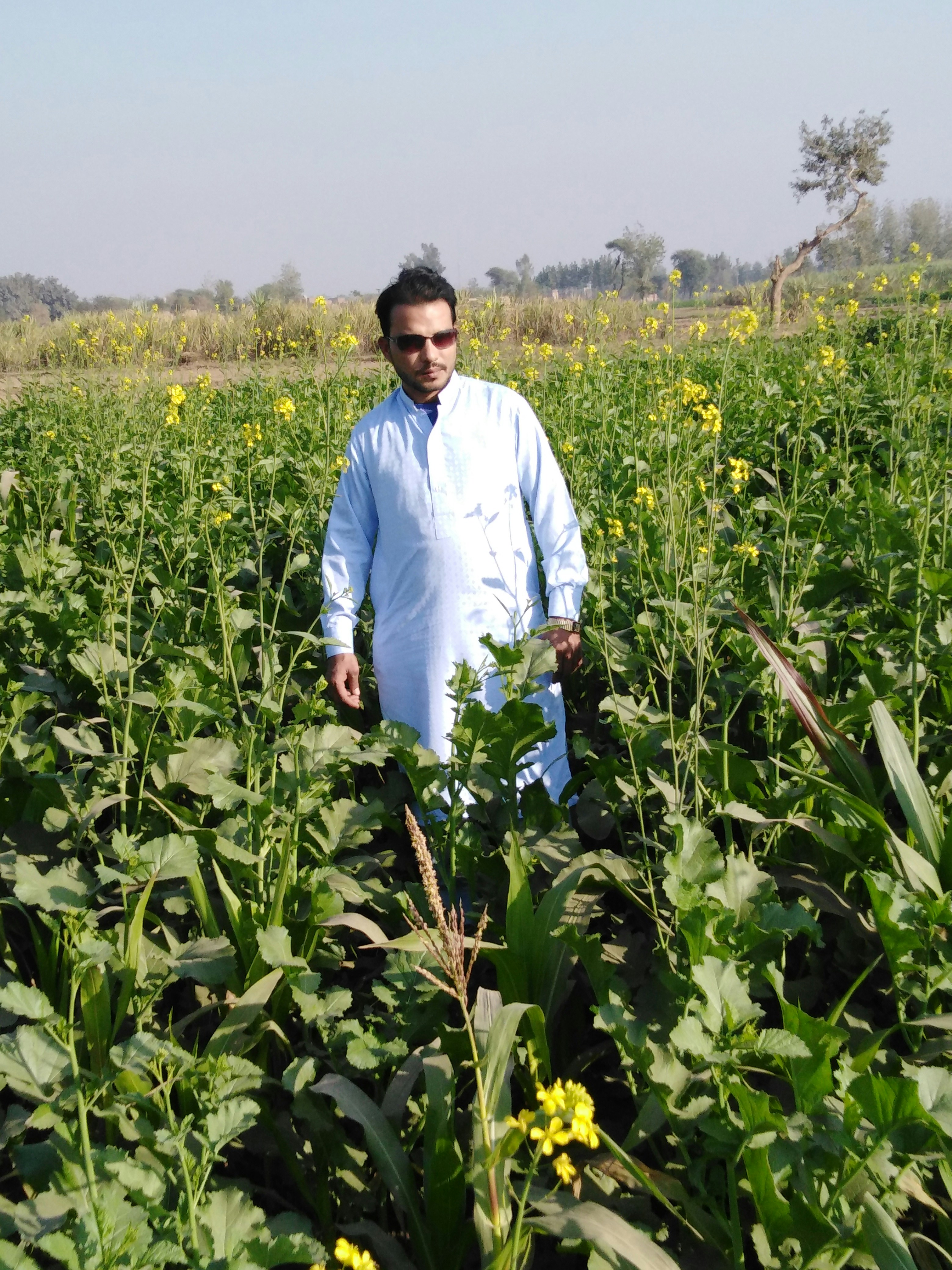 Indian farmer in traditional white kurta standing in golden chickpea field at sunset in Rajasthan, warm amber light