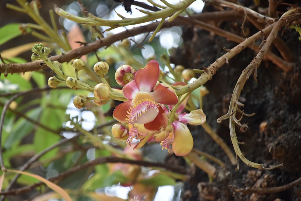 a close up of a flower