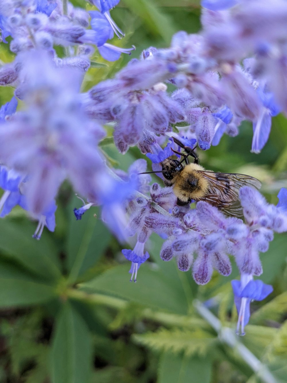 a bee on a flower