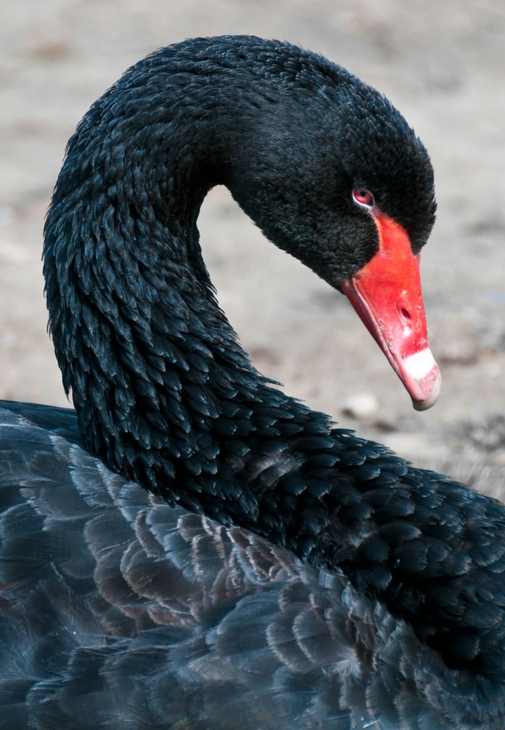 a black bird with a red beak