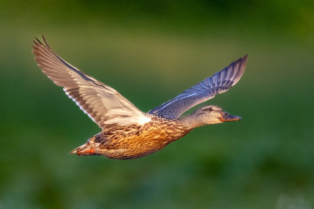 a bird flying in the air