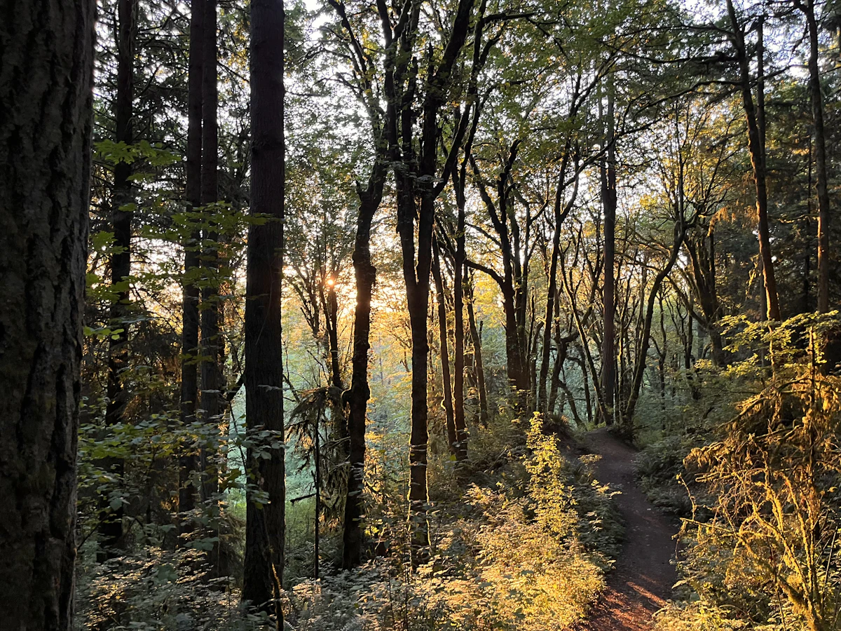 Low sun through tall trees on a dirt trail in a forest at Bellingham