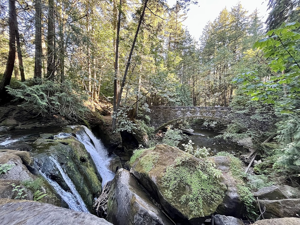 a stream in a forest