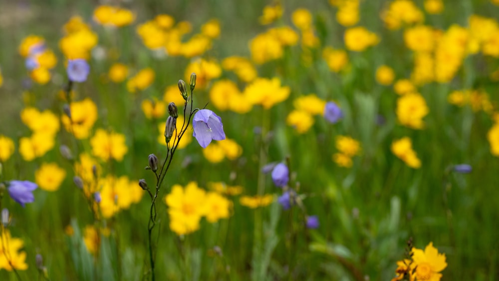 a bee on a flower