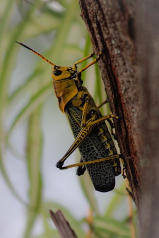 A large grasshopper with a yellow and black pattern on its exoskeleton is clinging to the side of a tree trunk. The background is blurred, showing hints of green foliage.