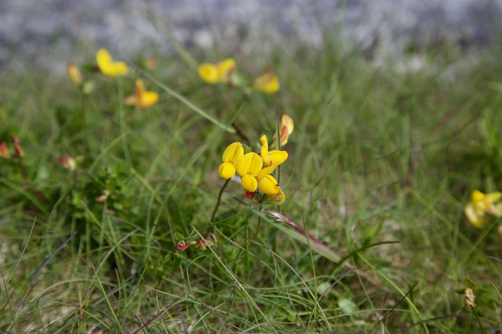 a yellow flower in a field