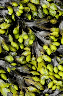 A close-up of premium Indonesian seaweed and cacao products.