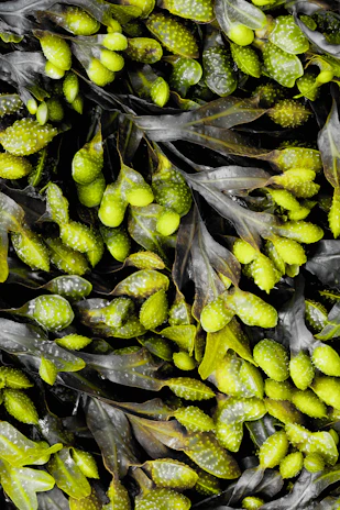 Close-up of vibrant wild Irish sea moss freshly harvested from rocky coastal waters.