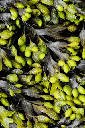 An educational workshop on seaweed cultivation.