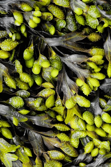 A close-up view of vibrant seaweed with glossy green, bulbous air sacs and long, dark brown fronds. The texture is smooth and shiny, indicating freshness and moisture.