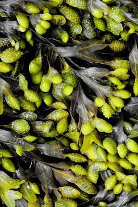 A close-up view of vibrant seaweed with glossy green, bulbous air sacs and long, dark brown fronds. The texture is smooth and shiny, indicating freshness and moisture.